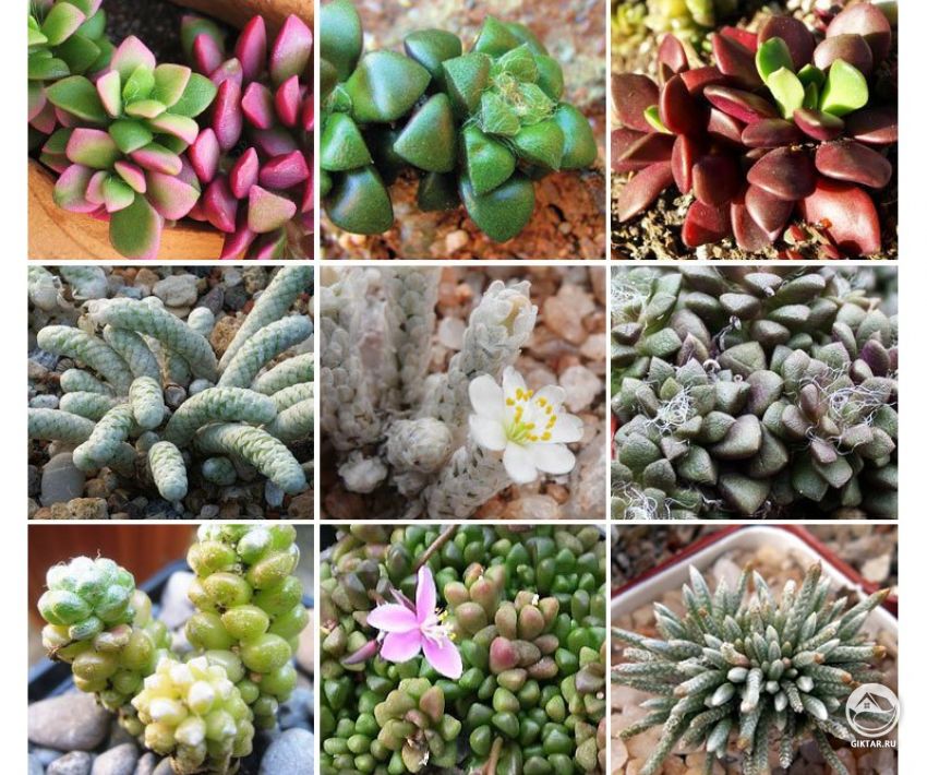 Различные виды анакампсероса Различные виды анакампсероса