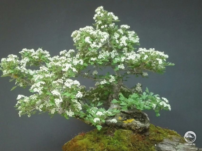 Боярышник. Бонсай на скале Боярышник. Бонсай на скале