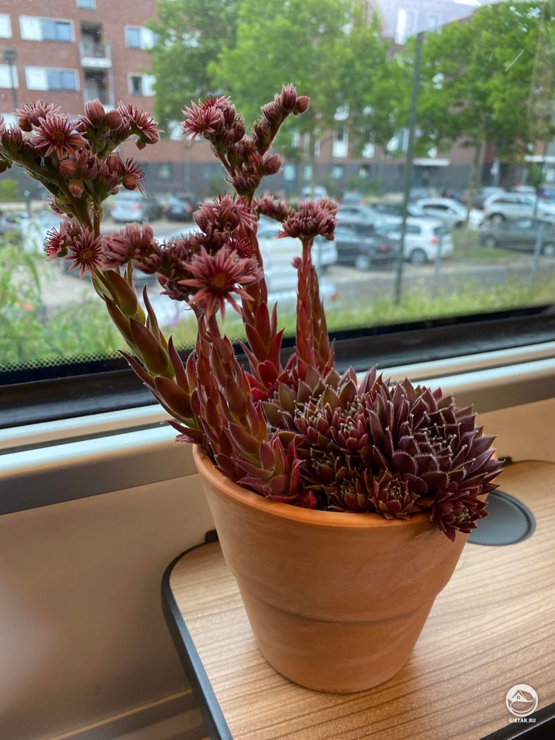 Молодило цветущее