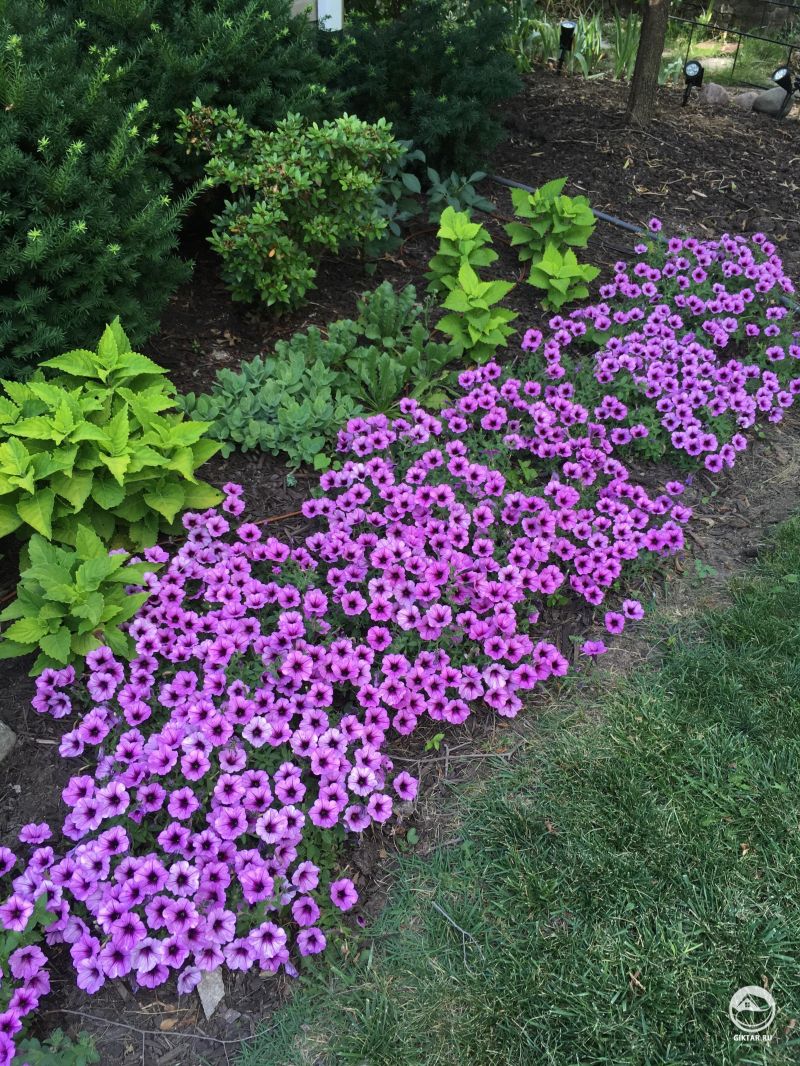 Это похоже на маленький ручей из фиолетовых петуний!