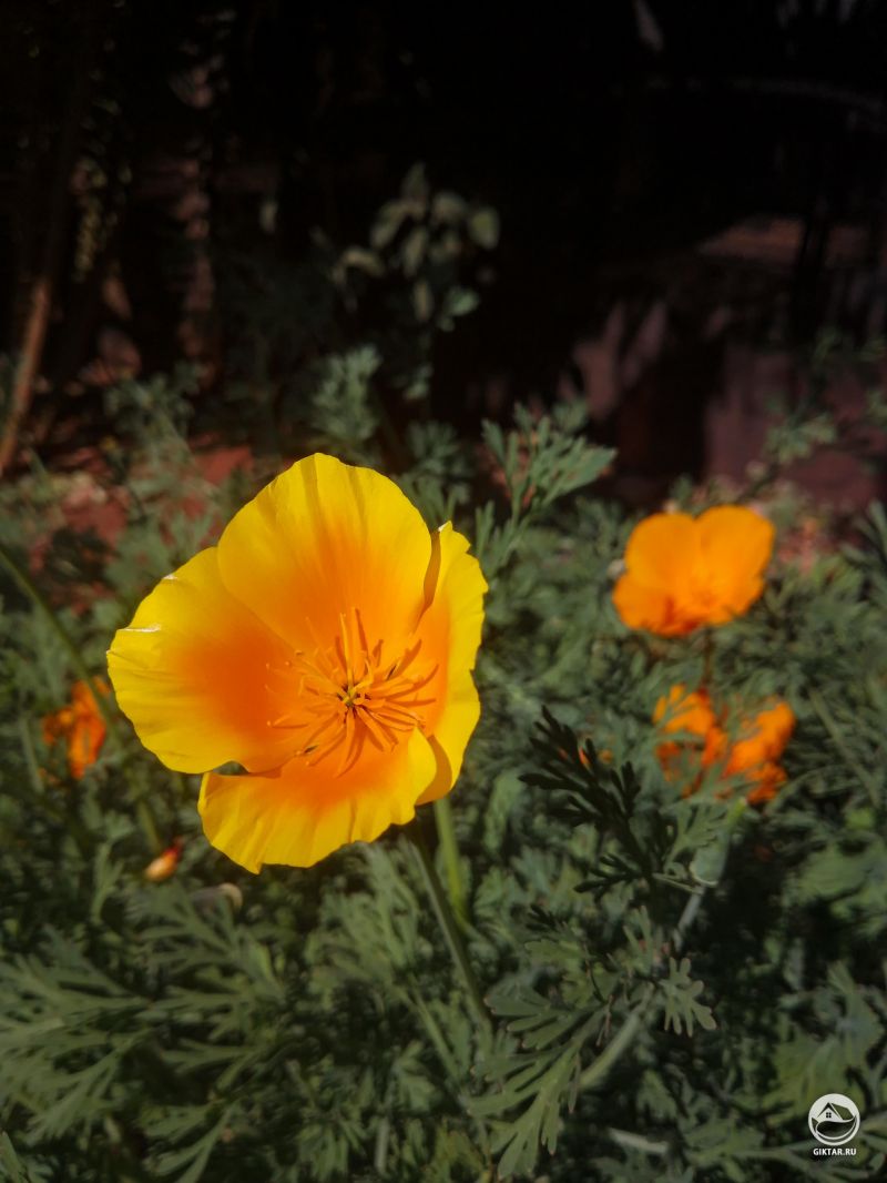 Калифорнийский мак