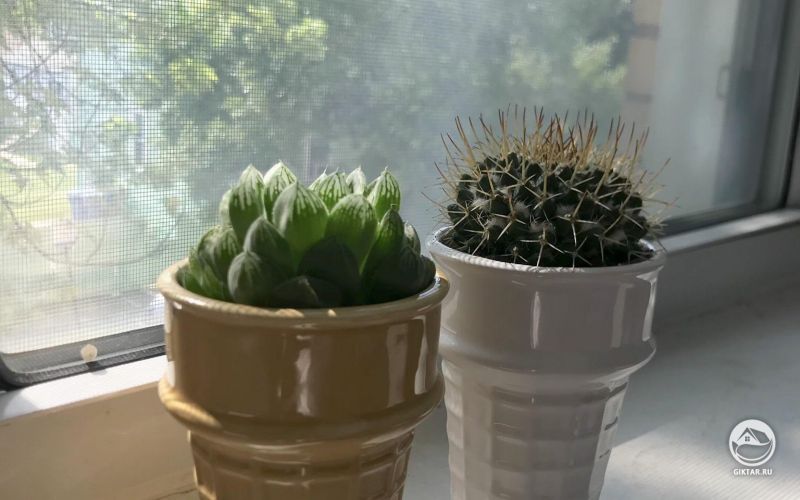 Куктусы в горшках в виде вафельных стаканчиков