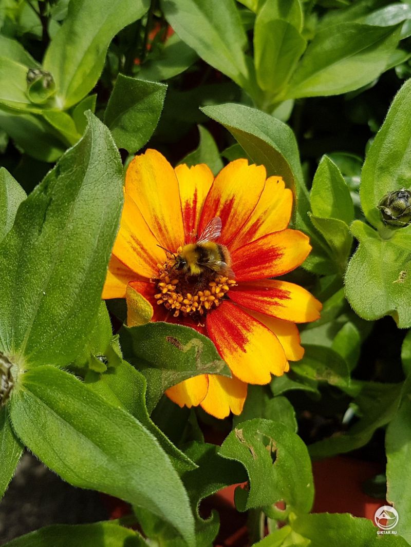 Цветовая скоординированность флоры и фауны