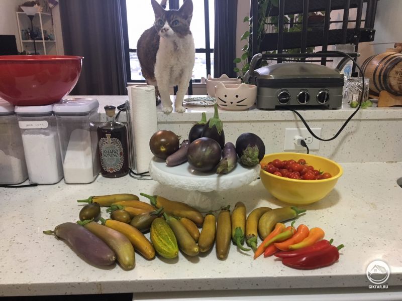 Крошечный урожай и .. почему мои баклажаны желтые? Они съедобные?