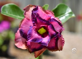 Фиолетовый адениум - пустынная роза - цветет.