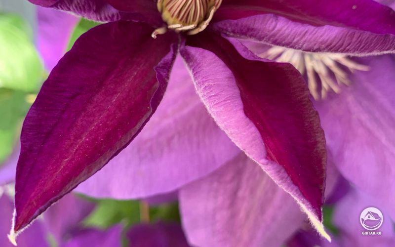 Пурпурный клематис