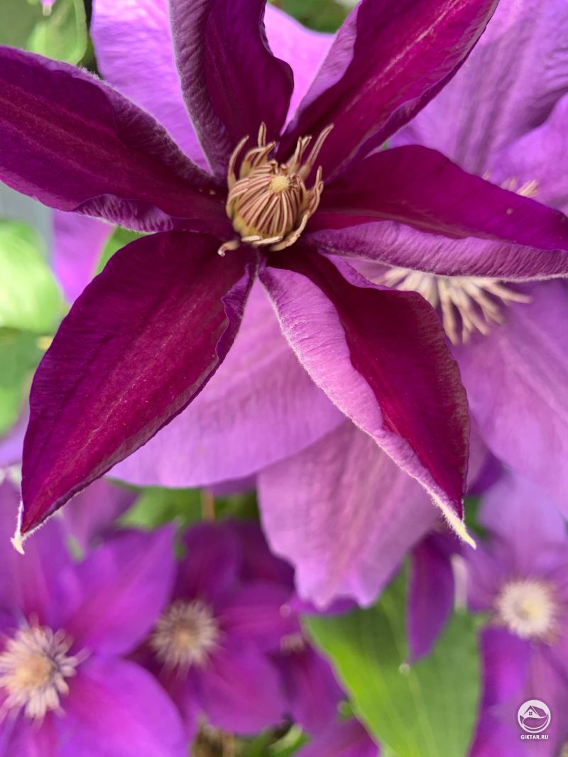 Пурпурный клематис