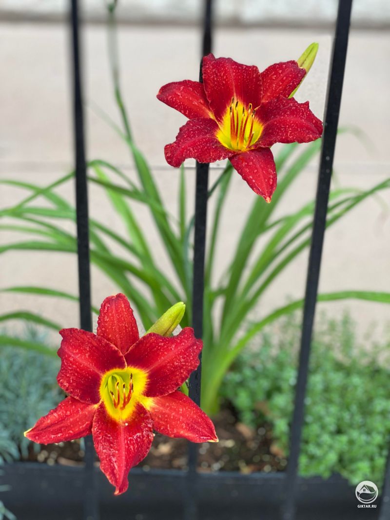 Цветки красного лилейника