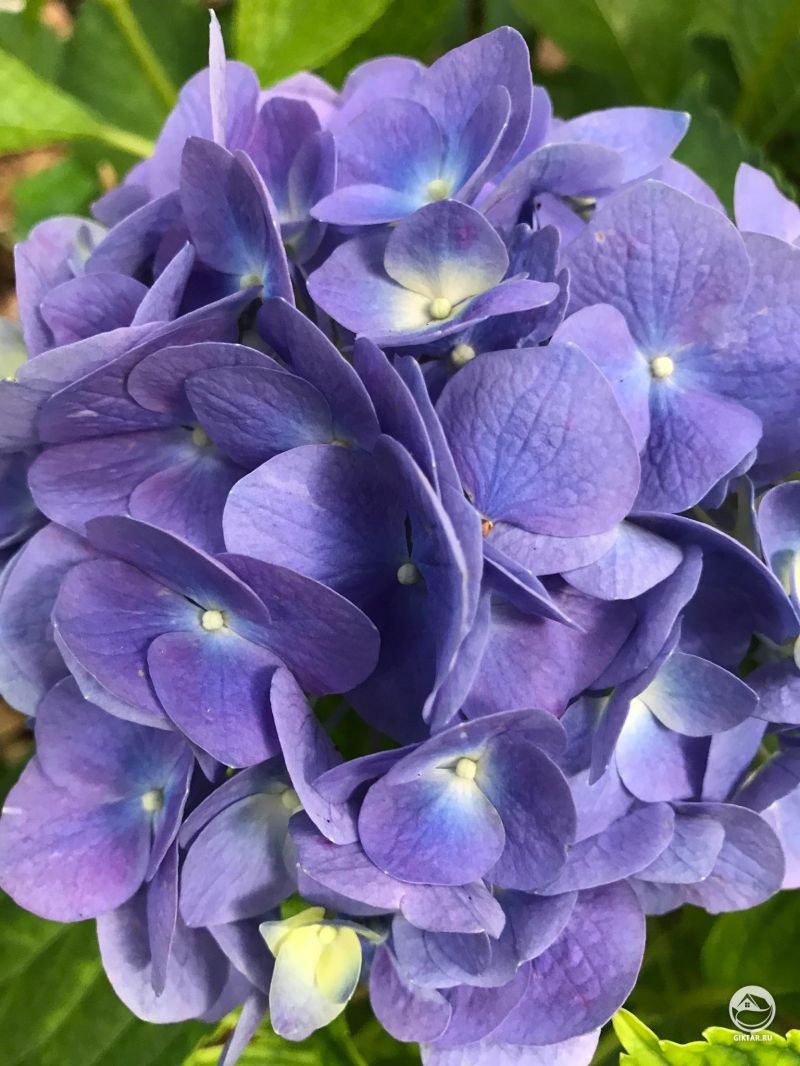 Я просто хочу похвастаться цветом моих гортензий.