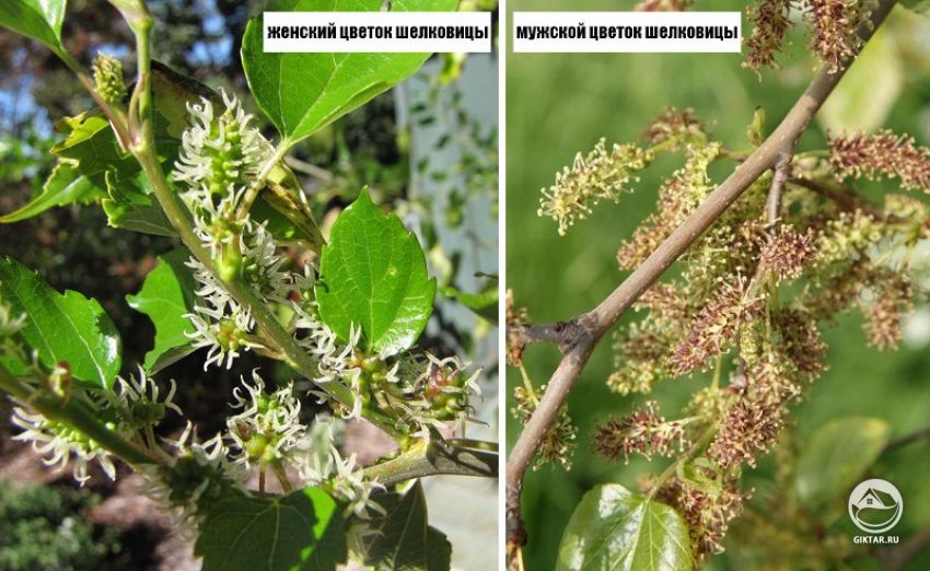 Как отличить у шелковицы женские и мужские деревья Как отличить у шелковицы женские и мужские деревья по цветкам?