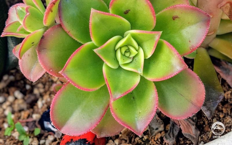 Эониум - прекрасные оттенки