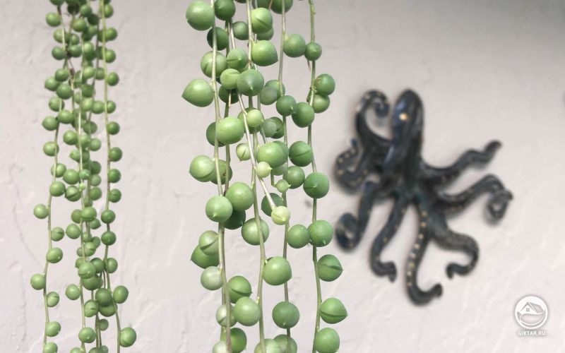 Крестовник Роули