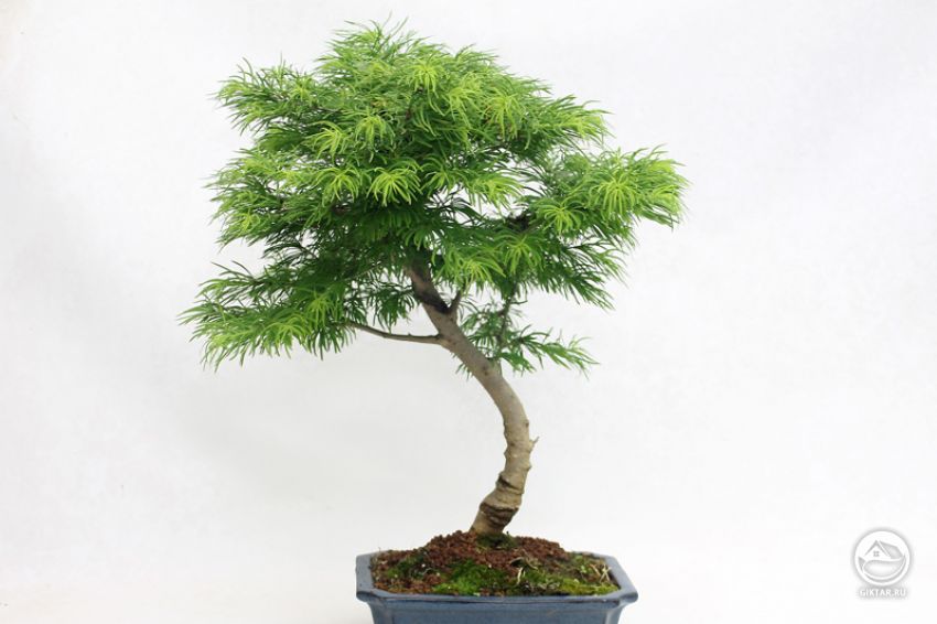 Выращивание бонсай лиственницы Выращивание бонсай лиственницы