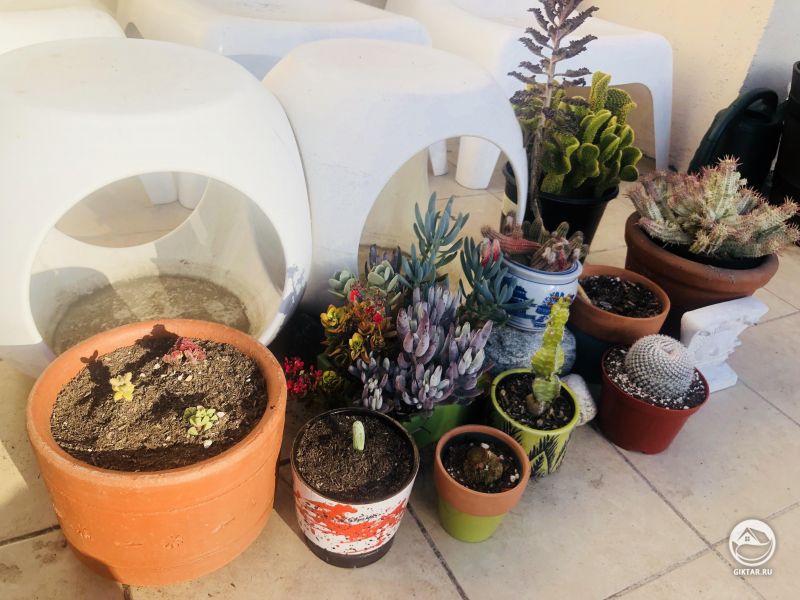 Мои кактусы и суккуленты