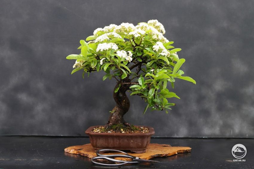 Пираканта. Цветение. Пираканта. Цветение.