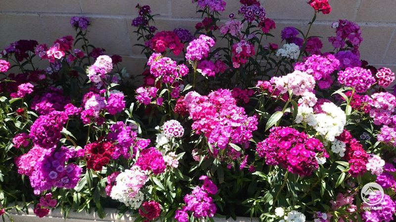 Гвоздика турецкая в полном цвету