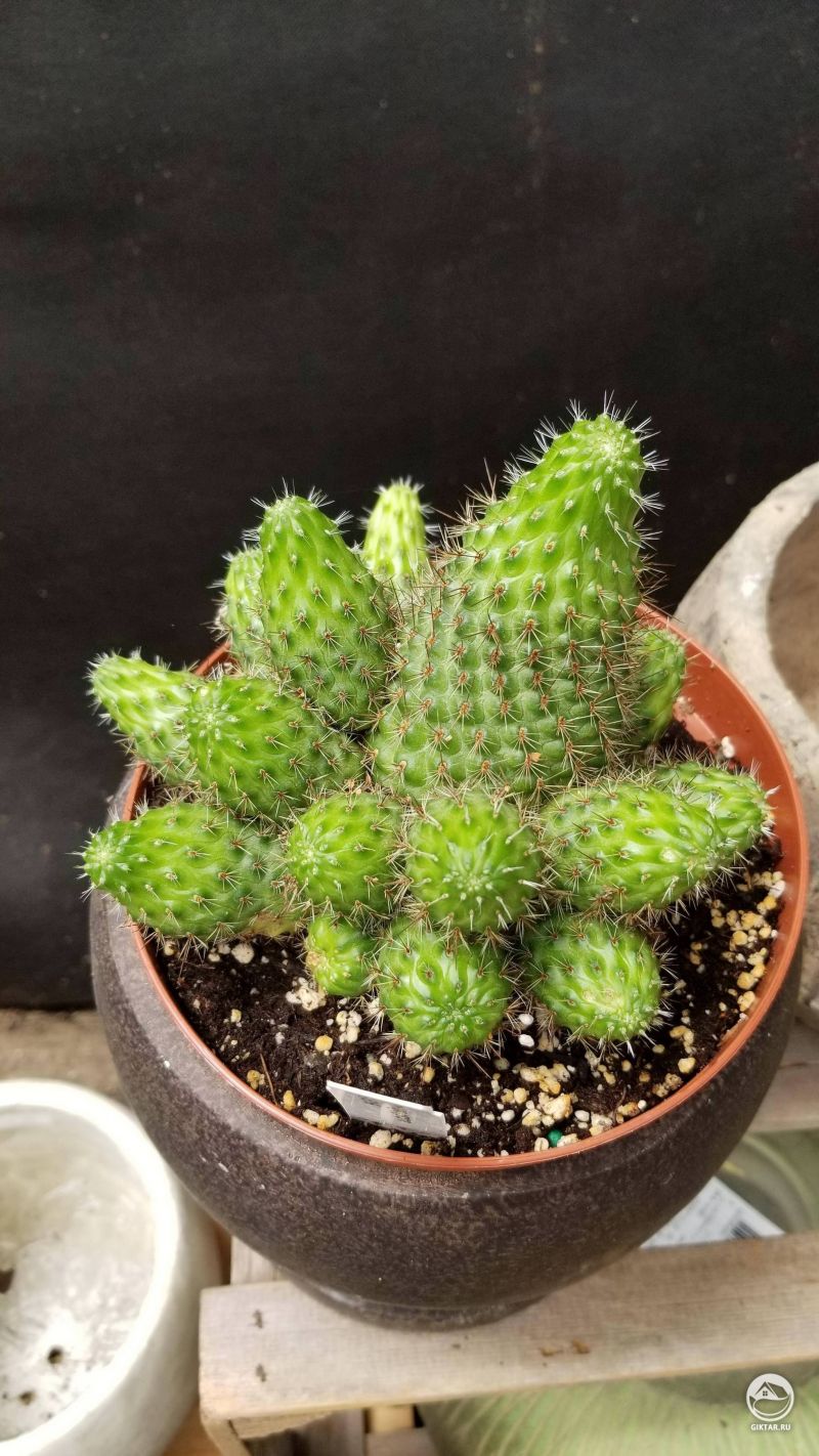 Мой первый кактус
