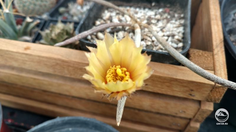 Астрофитум голова медузы. Цветение