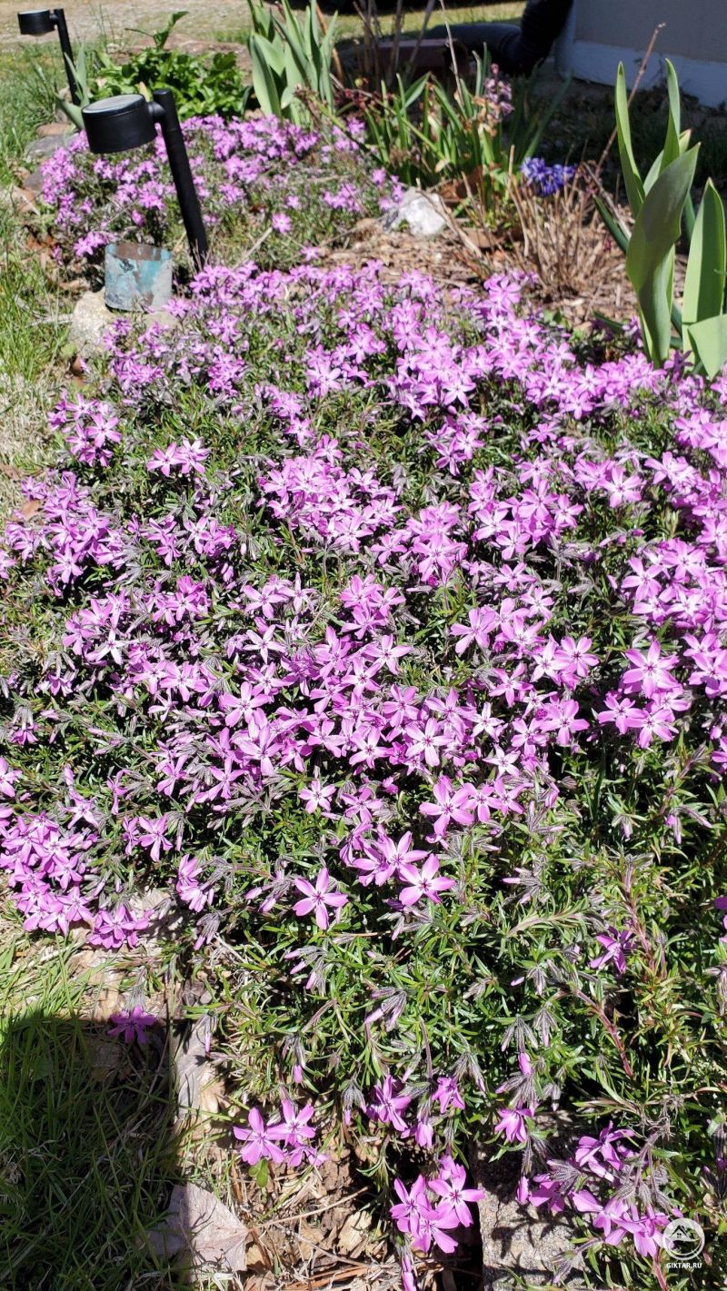 Весенние флоксы расцвели