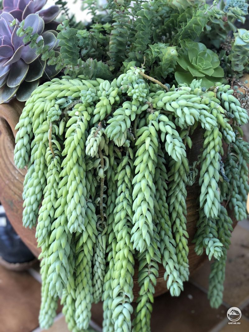 Очиток Моргана или Ослиный хвостик