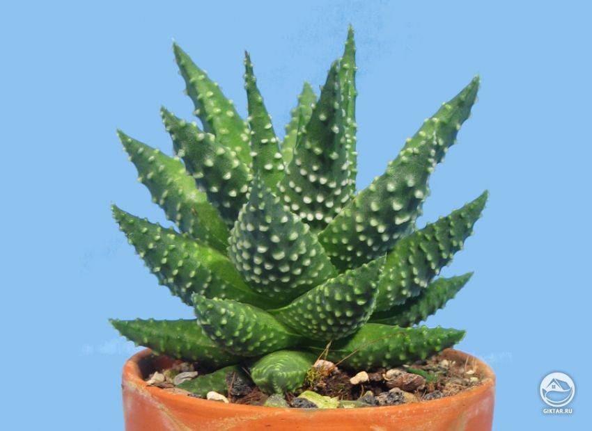 хавортия жемчужная хавортия жемчужгая - суккулент с плотной розеткой из конусовидных листьев, покрытых белыми пупырышками