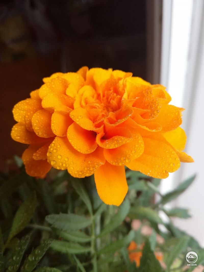 Мне подарили цветок бархатца. как за ним ухаживать ?