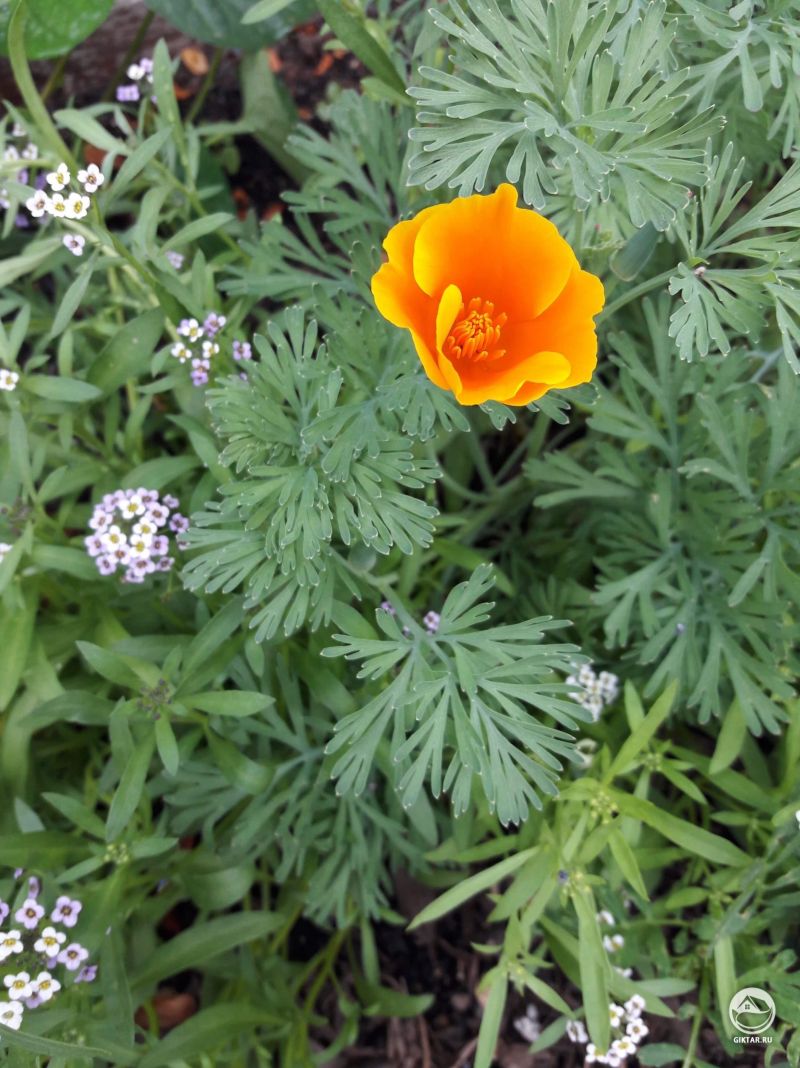 Мой первый калифорнийский мак в этом году расцвел.