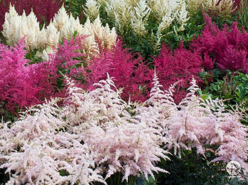 Астильба - виды и сорта Астильба - виды и сорта