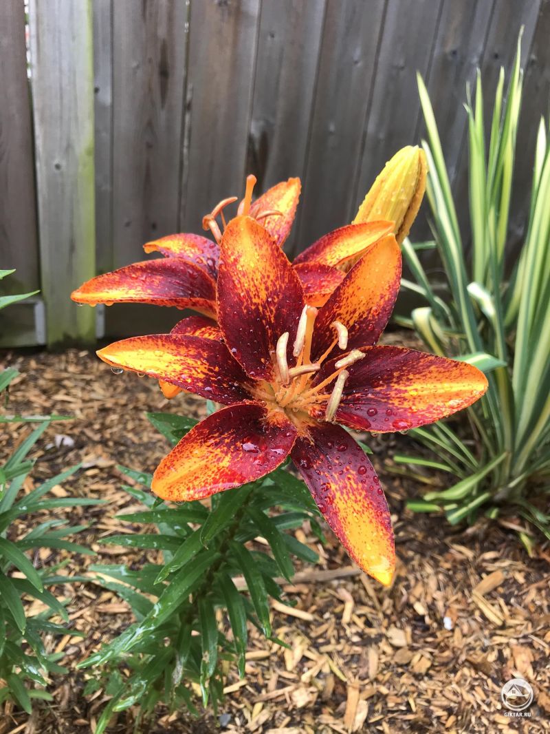 Они зацвели! Любовь в цвете