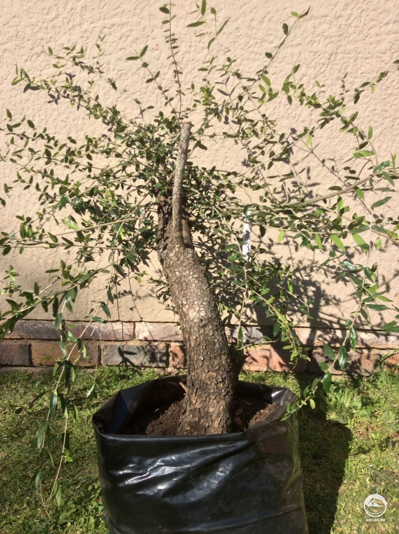 Афириканская дикая олива ямадори