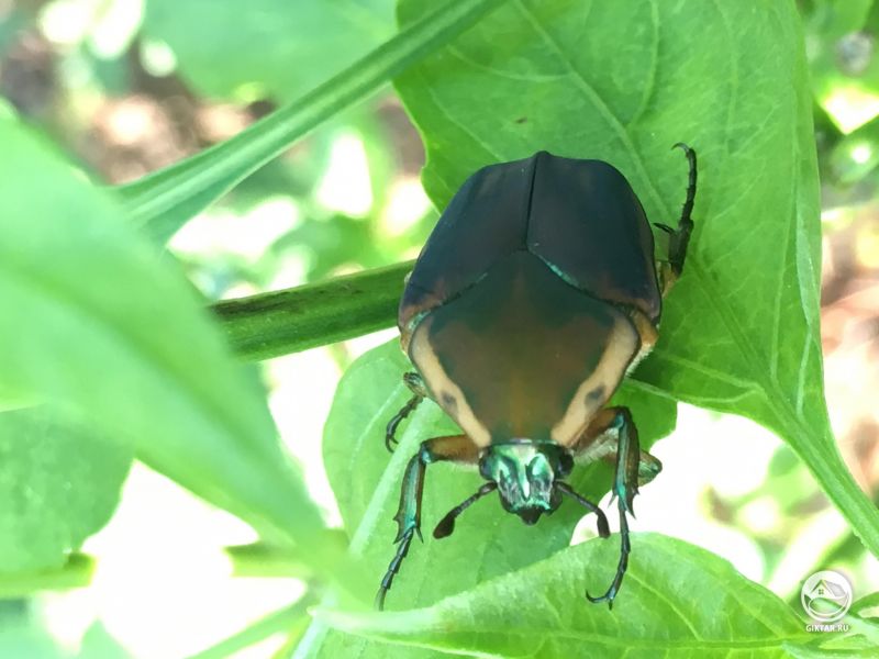 Просто огромный Жук !