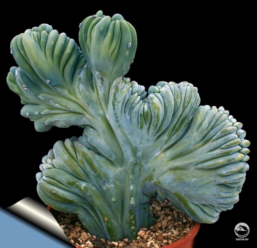 Миртиллокактус гребенчатый (Myrtillocactus geometrizans forma cristata) Миртиллокактус гребенчатый (Myrtillocactus geometrizans forma cristata)