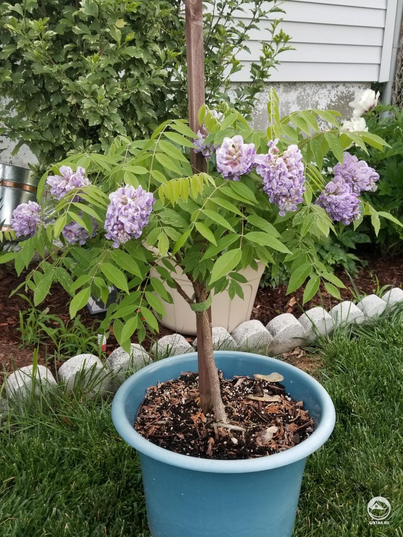 Глициния - получится ли из нее бонсай.