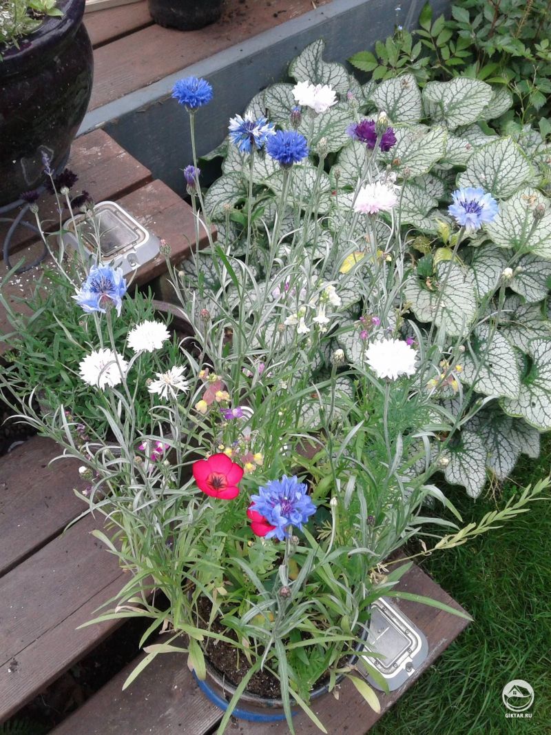 Васильки и лен