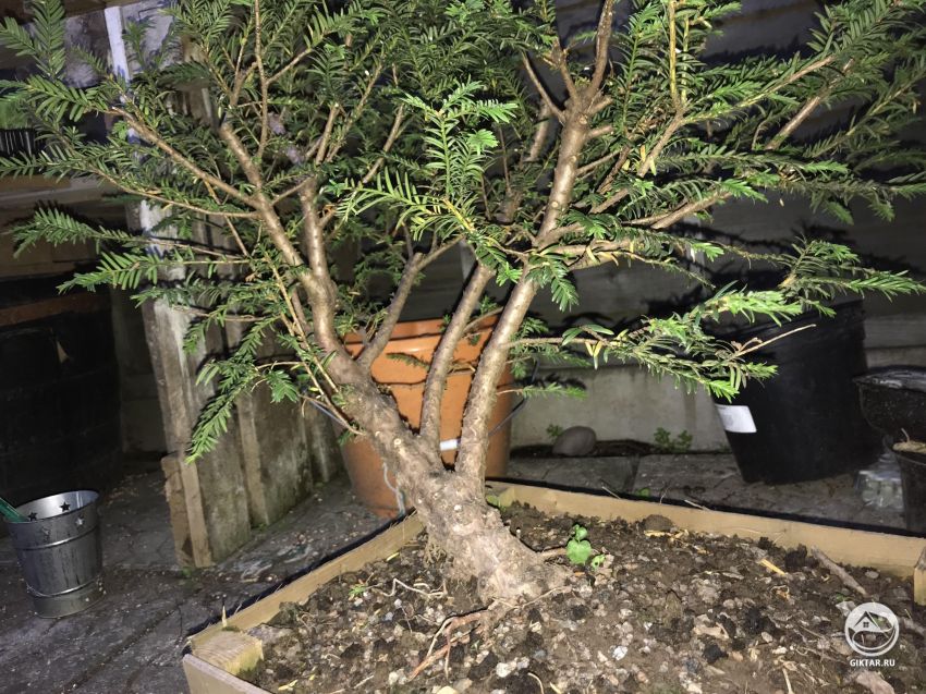 Что бы вы сделали, если это бонсай был вашим ?