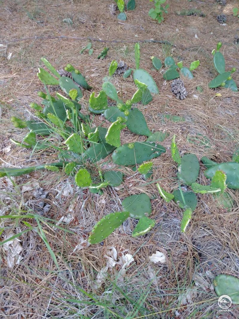 Опунция в сосновом лесу