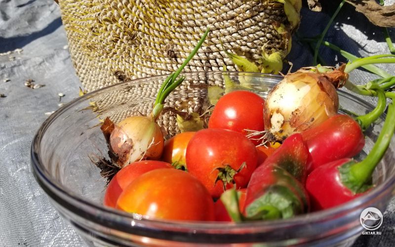 Сентябрьский урожай : томаты, перец, лук, семечки