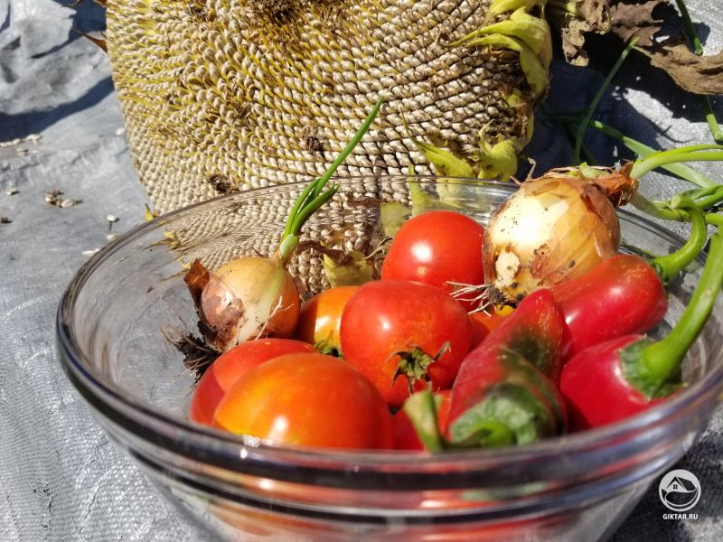 Сентябрьский урожай : томаты, перец, лук, семечки
