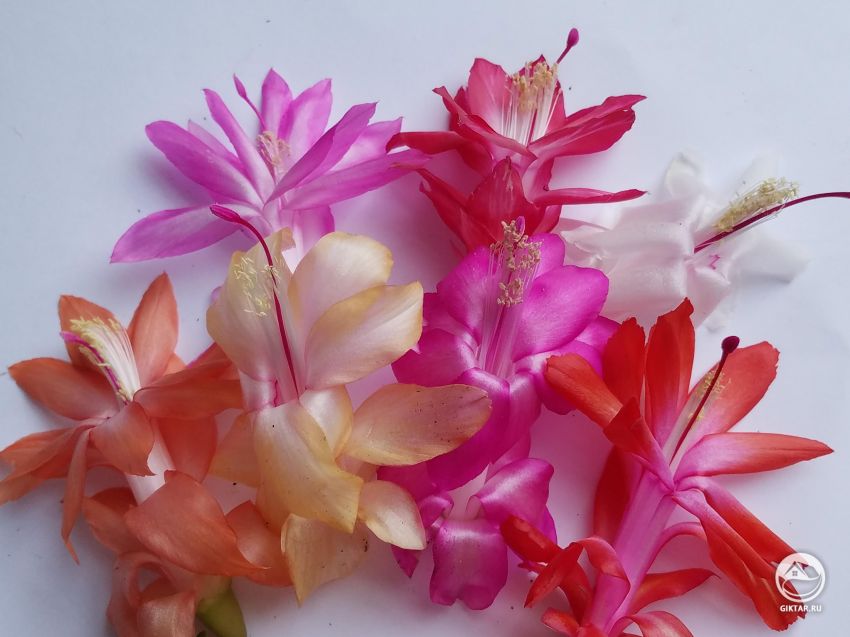 Нюансы выращивания декабриста