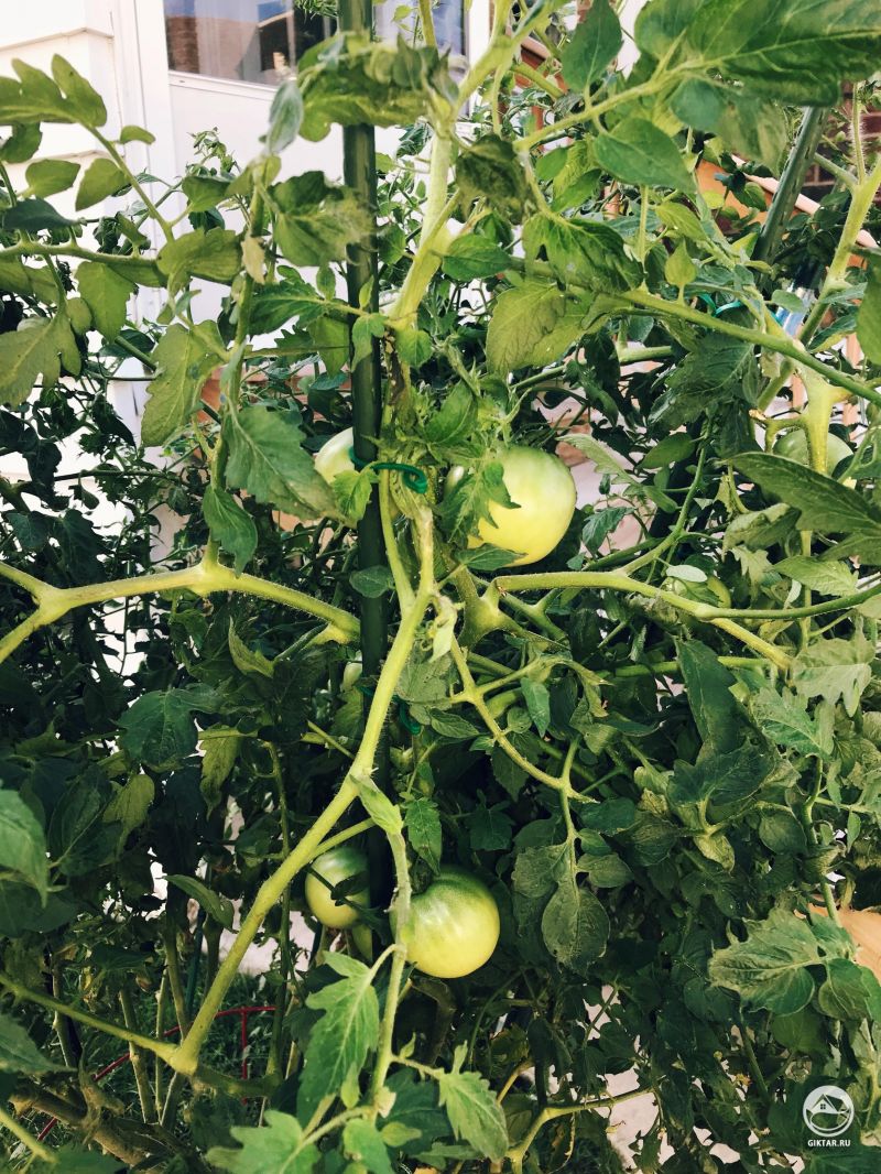 Малыши помидорки скоро созреют