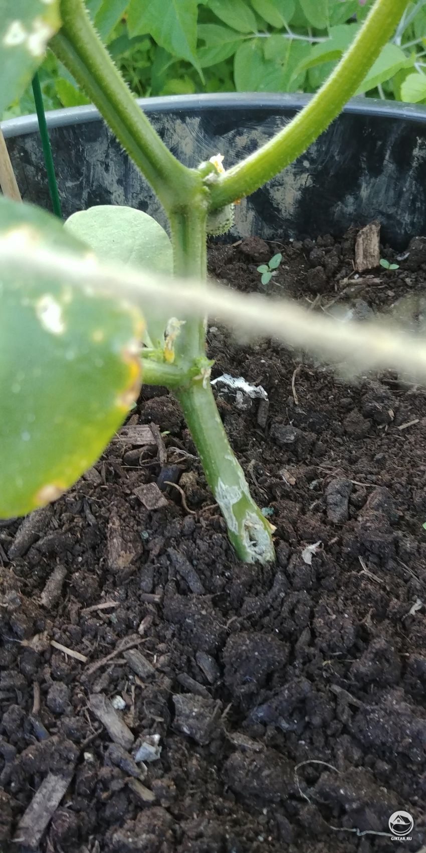 Кто-нибудь знает, что случилось с моим огурцом?