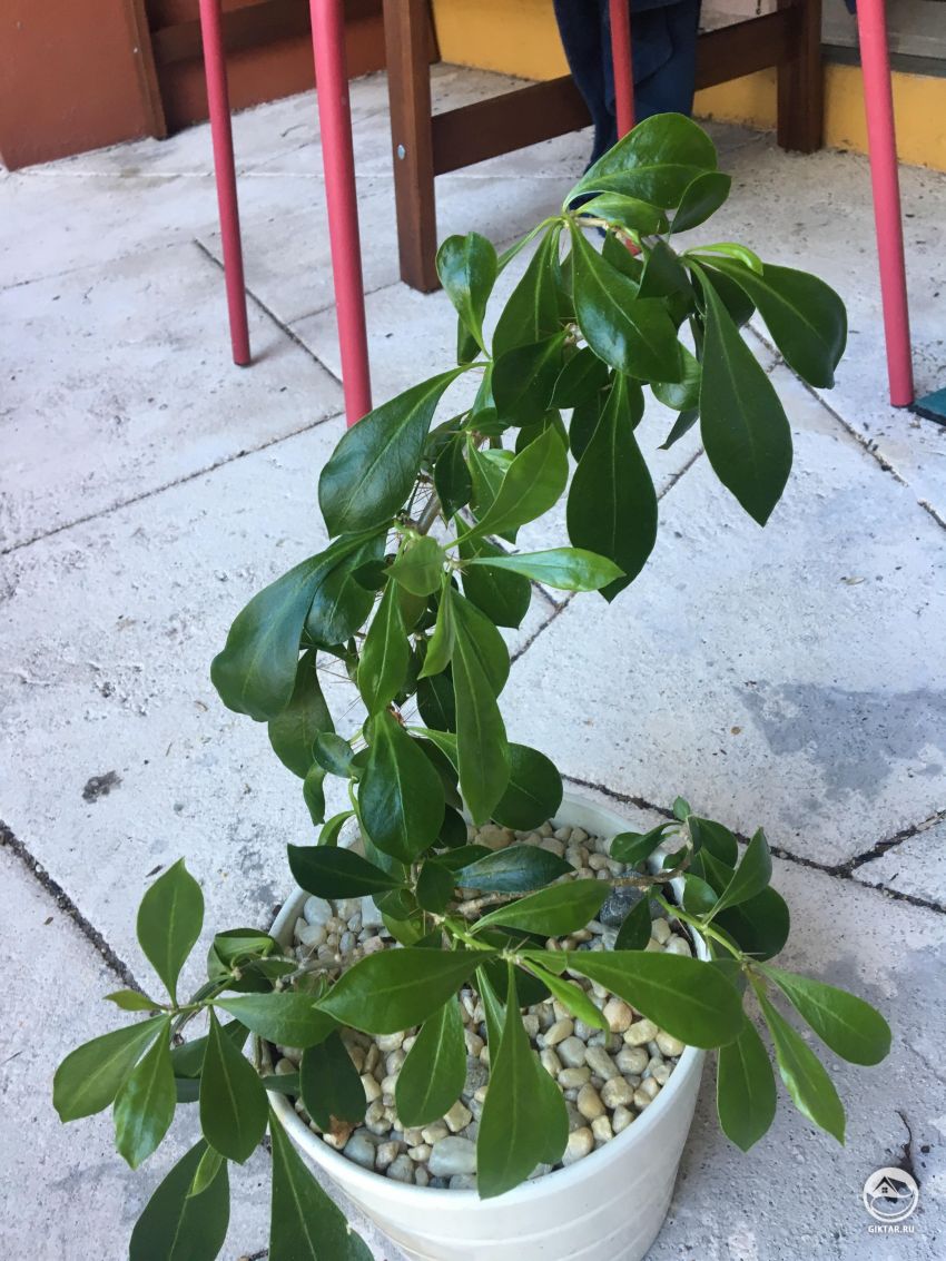 Помогите узнать название кактуса?