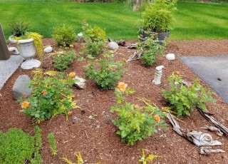 Садовая клумба с цветущими розами 