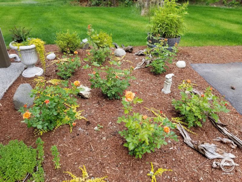 Садовая клумба с цветущими розами