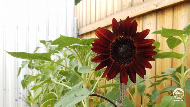 Мой первый подсолнух цветет !