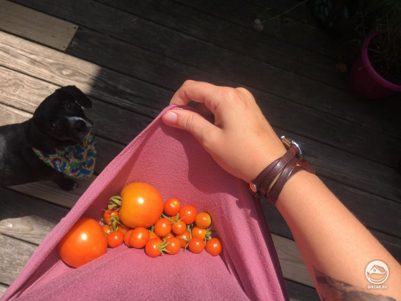 Кому-нибудь еще нравится собирать свой урожай в подол футболки?