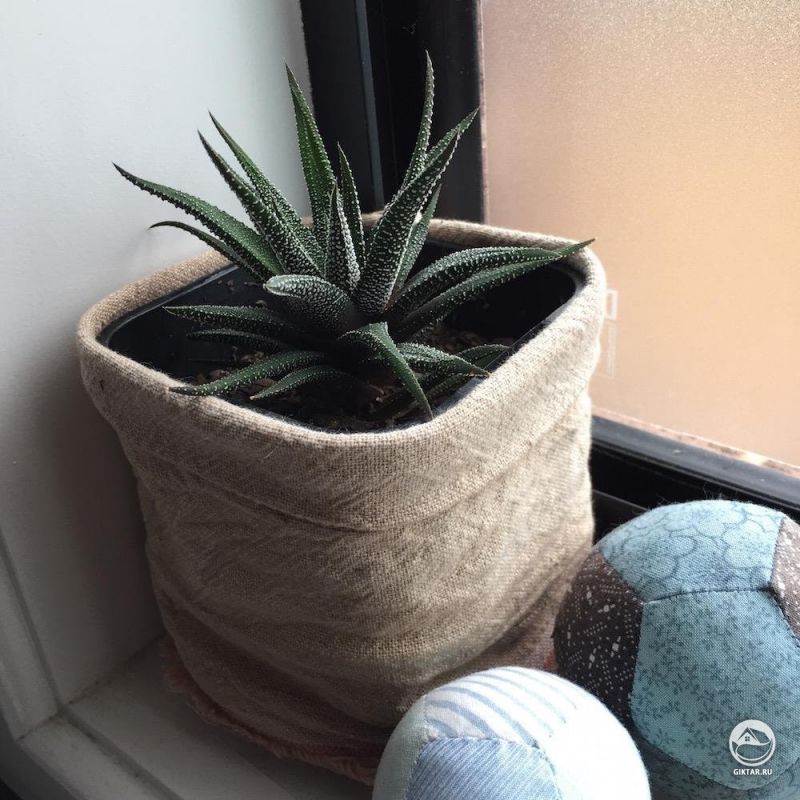 Прекрасная хавортия