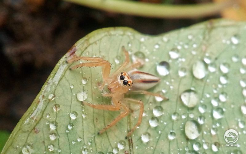 Маленький паучок