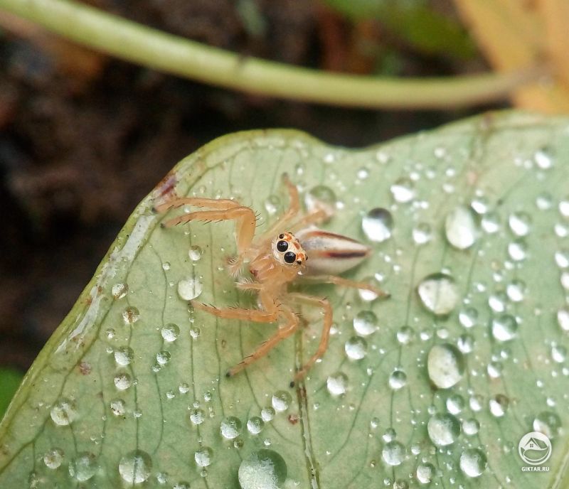 Маленький паучок