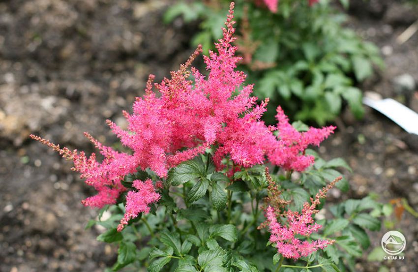 Астильба : посадка и уход